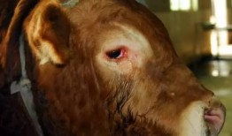 在线观看哭泣的牛,探寻哭泣牛的感人故事